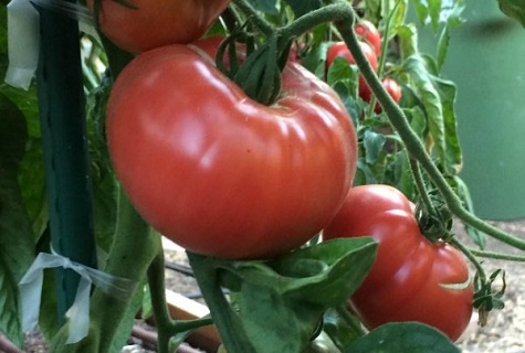 gałąź pomidora