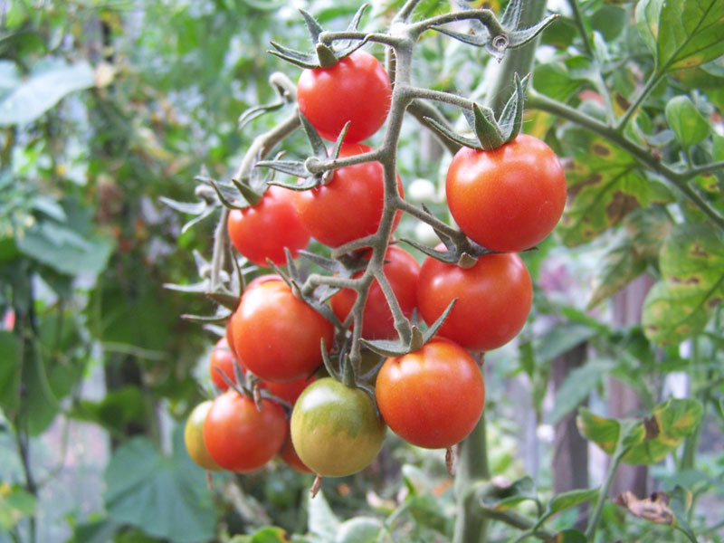 bụi cây cà chua anastasia