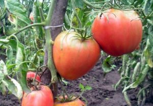 Đặc điểm và mô tả của giống cà chua King of London, năng suất của nó