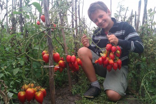 Krzewy pomidorów Legenda Tarasenki