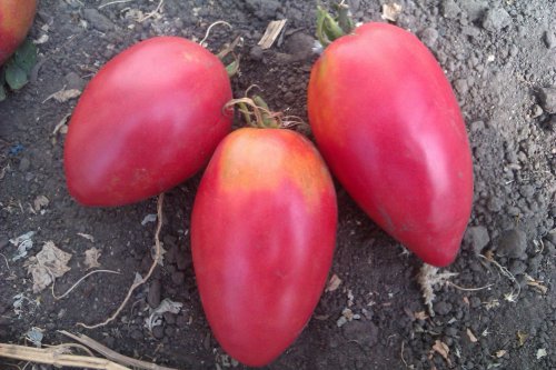tomato nastenka in the garden