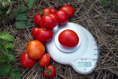 aparición del tomate polar maduración temprana