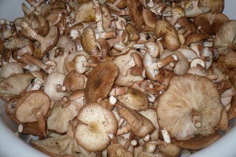 houby v povodí