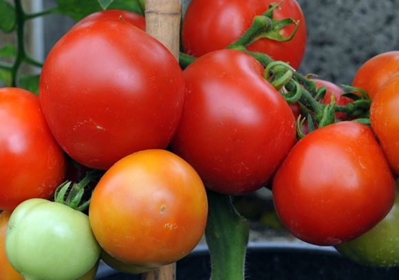 paradajka pre peniaze v otvorenom poli
