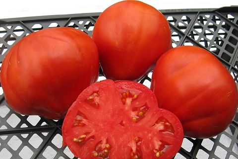 Geschmack von Tomaten