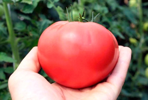 tomat lyserødt paradis i hånden