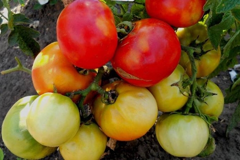 arbustos de tomate Fat Jack
