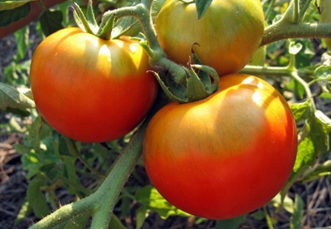 Tomato Fat Jack auf freiem Feld