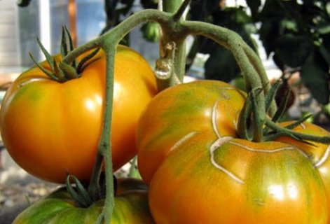 pomidorų krūmai Medaus milžinas