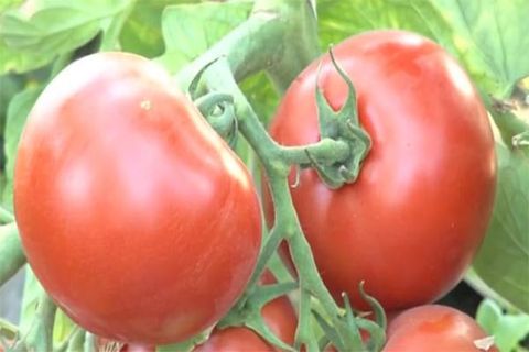 tomater skörd