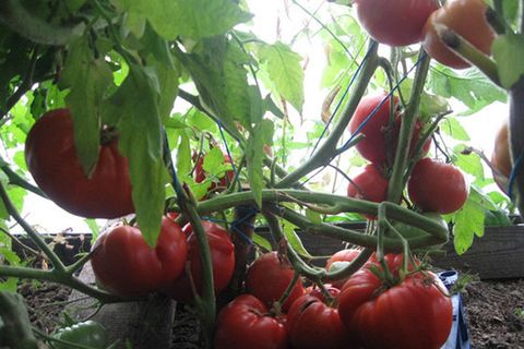 picking tomatoes