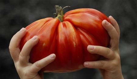 rozměry rajčat