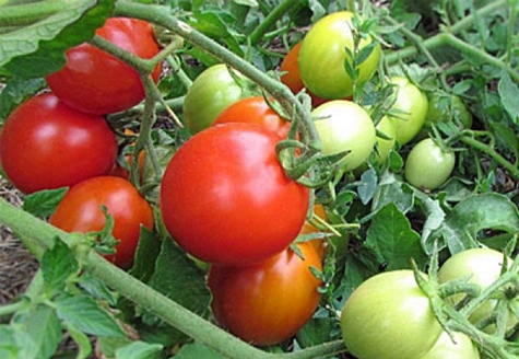 Tomatenbüsche irishka