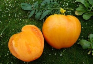 Charakterystyka i opis odmiany pomidora Olbrzym miodowy, plon