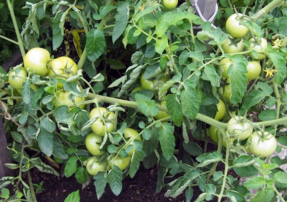 green bushes of tomato Anastasia