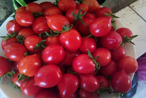 Egenskaper och beskrivning av tomatsorten Sweet kiss, dess utbyte