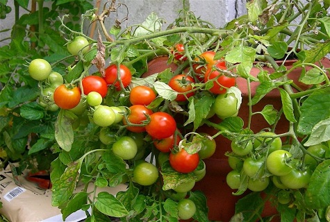 tomater i blomsterbädden