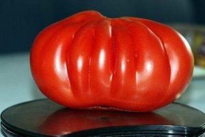 Egenskaber og beskrivelse af tomatsorten hundrede pund, dens udbytte