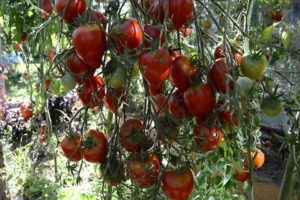 Đặc điểm và mô tả của giống cà chua hoa Tarasenko, năng suất của nó