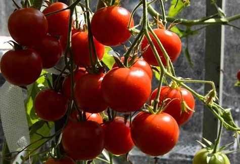 pomidorų krūmai raudona apsauga