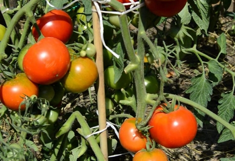 agrīnais Urālu tomāts dārzā