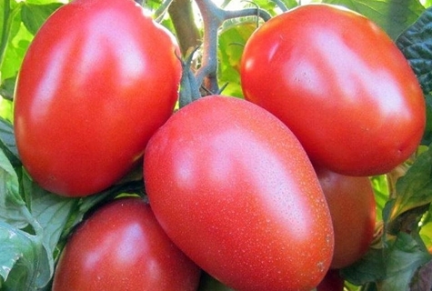 Roma-Tomate auf freiem Feld