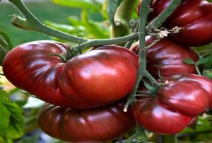Egenskaper och beskrivning av Romas tomatsort, dess utbyte
