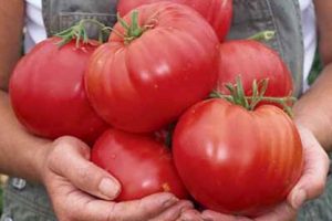Tomaattilajikkeen ominaisuudet ja kuvaus Siperian ihme, sen sato