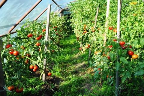 tomater i växthuset