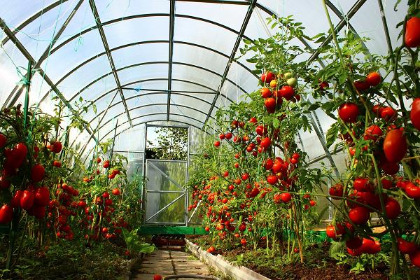 kamatis Sugar Nastasya sa greenhouse