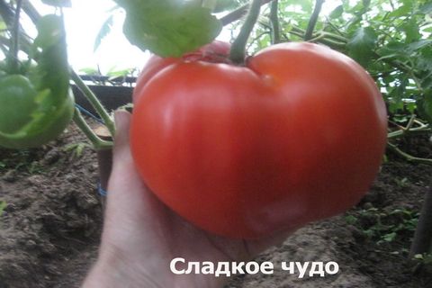 typ av tomat sött mirakel