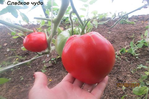 tomatsöt mirakel