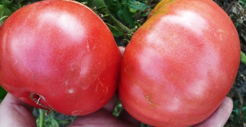 lieli tomāti