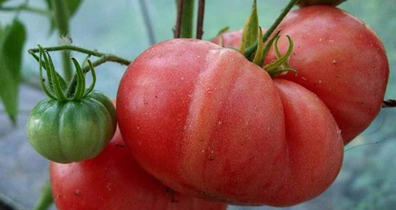 tomate în creștere