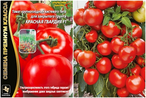 pomidorų sėklų raudona apsauga