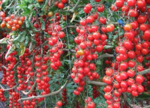Kenmerken en beschrijving van het cherrytomatenras Cherry Red, de opbrengst