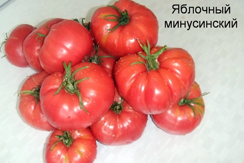 Obuolių pomidorų Minusinsky