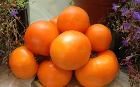 rajče oranžové