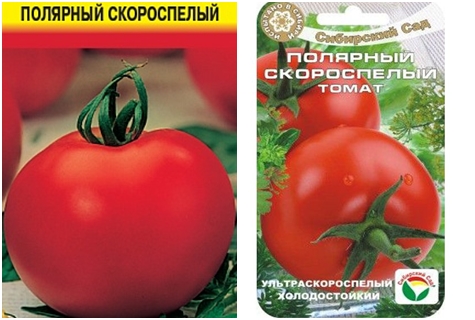 rajčatová semena polární časné zrání
