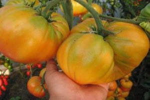 Egenskaper och beskrivning av tomatsorten Gul jätte
