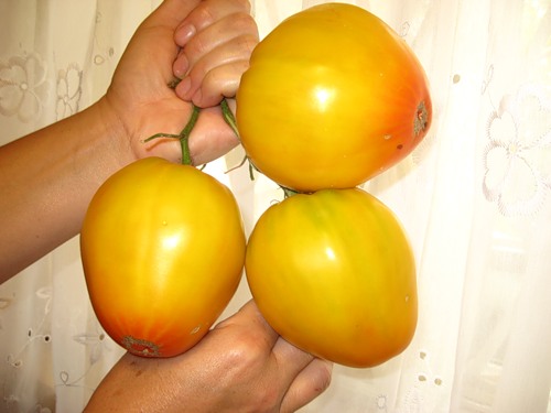 tomate în creștere