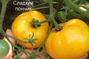 Характеристики и описание на сорта домат Сладък поничка, неговият добив