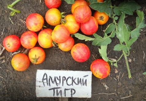 Amur-tiikeri-tomaatti puutarhassa