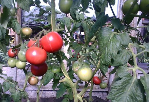 tomatpotatis i trädgården