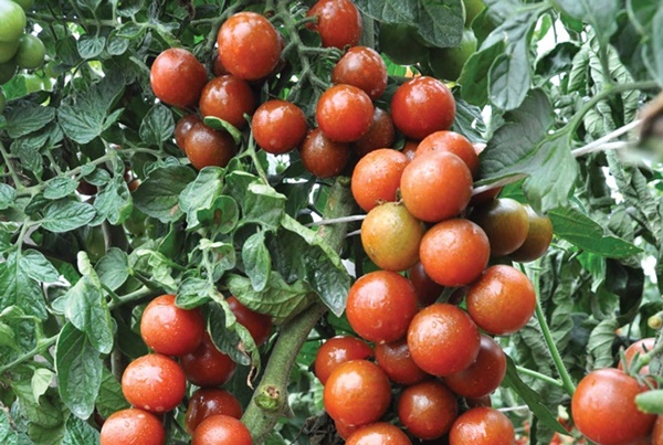 paradajkové kríky Kish mish