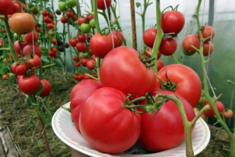 paradajkové kríky Malinový západ slnka