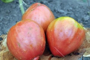 Description and characteristics of liana varieties of tomatoes
