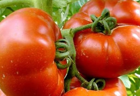 pomidorų krūmai Rojaus malonumas
