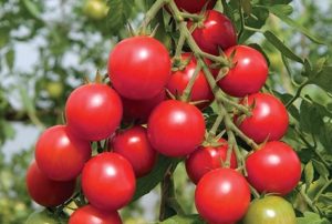 Shalun pomidorų veislės charakteristikos ir aprašymas, derlius