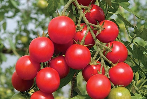Buissons de tomates coquines en plein champ